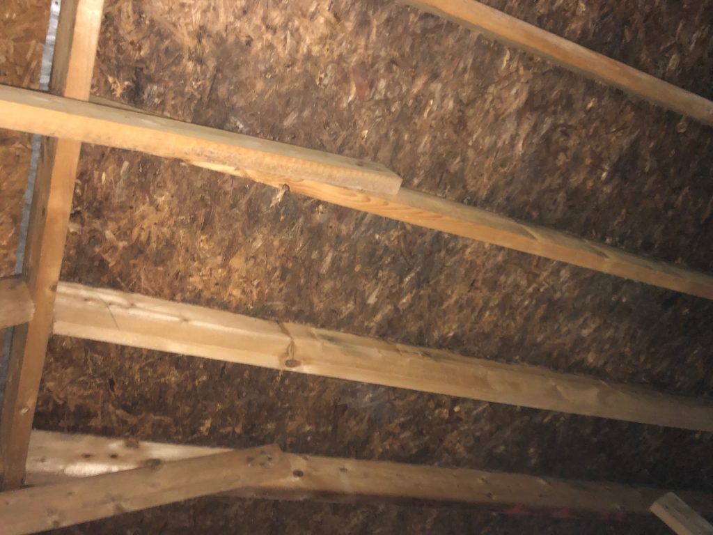 attic mold